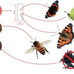 LIFETIME GARDEN Rovarhotel fából 30x10x8cm