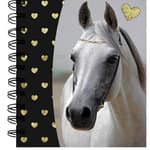 SPIRÁLFÜZET, 13X13, 80 OLDAL, 'HORSE '